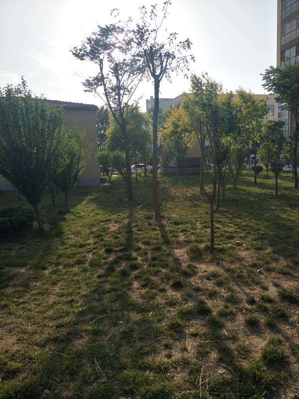 IMG20200521172640.jpg