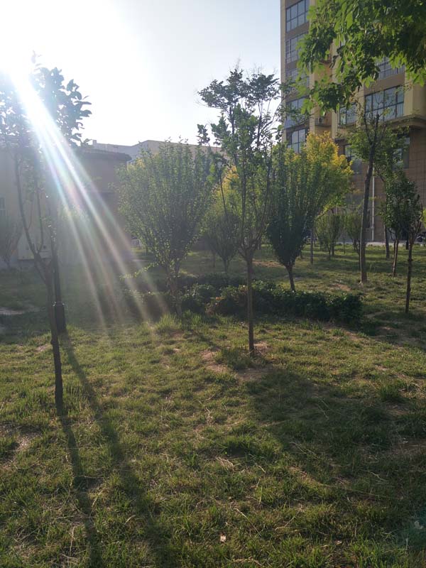 IMG20200521172632.jpg