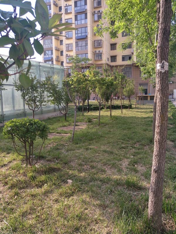丽景国际绿化